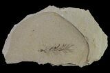 Dawn Redwood (Metasequoia) Fossil - Montana #153700-3